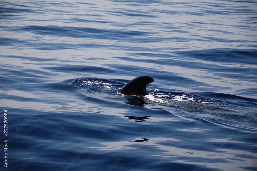 Fototapeta premium swimming in water whale