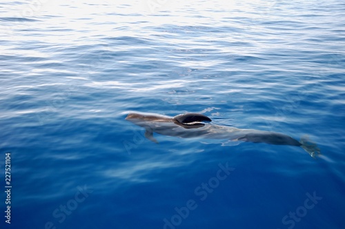 swimming in water whale