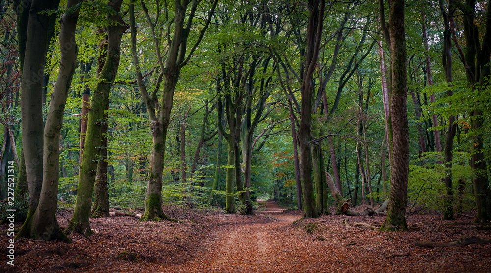 Naklejka premium Speuldersbos