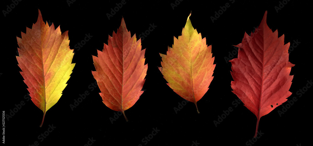 Autumn colorful leaves on a black background. Autumn colorful leaves on a black background.