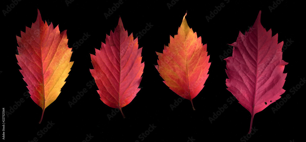 Obraz premium Autumn colorful leaves on a black background.