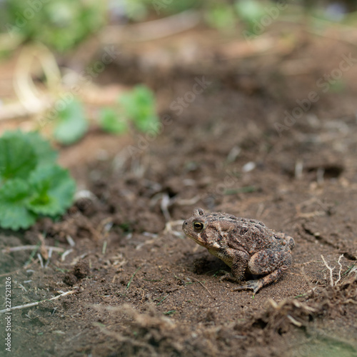 Toad profile on dirt