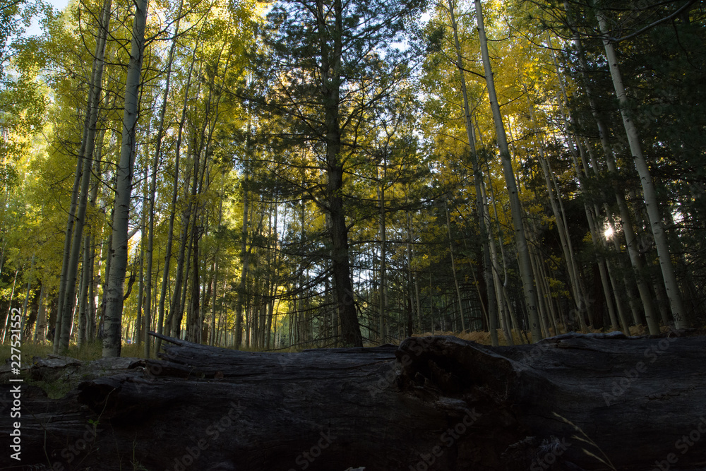 Obraz premium forest clearing