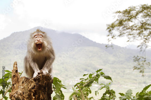 Canvas Print Long-tailed Macaque sitting on tree trunk