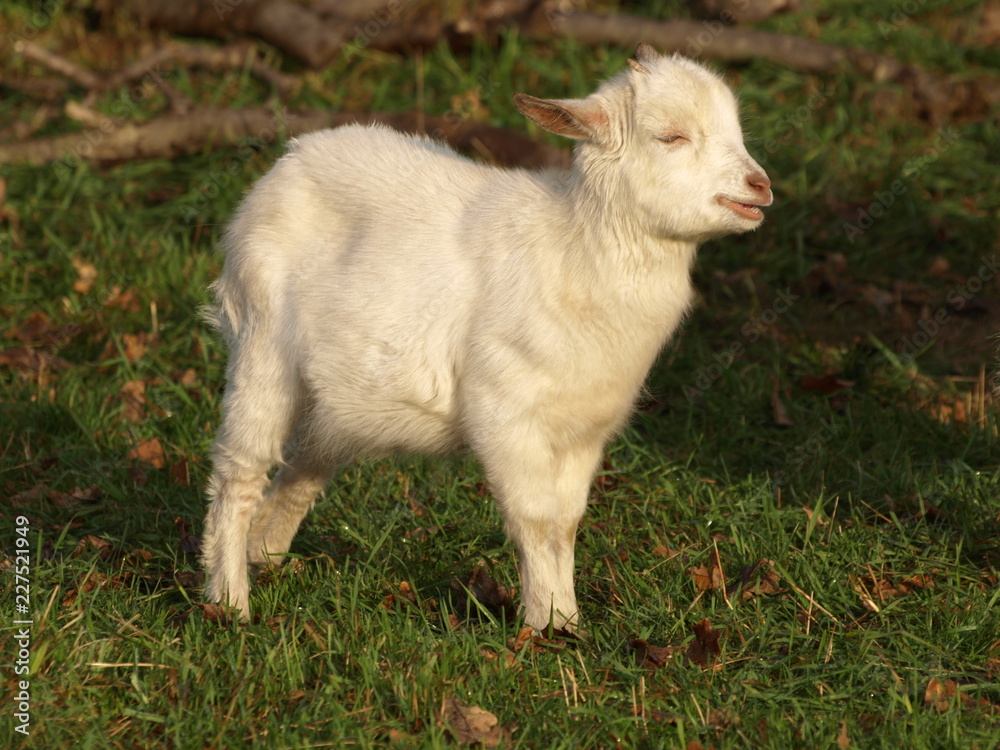 Obraz premium Kleine Ziege