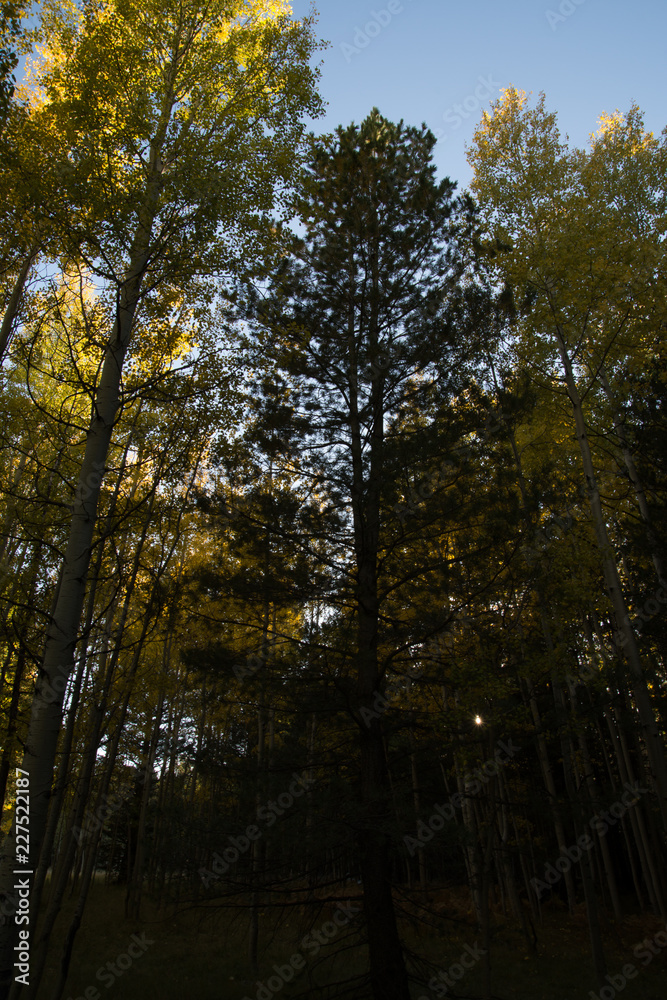 Fototapeta premium autumn in the forest