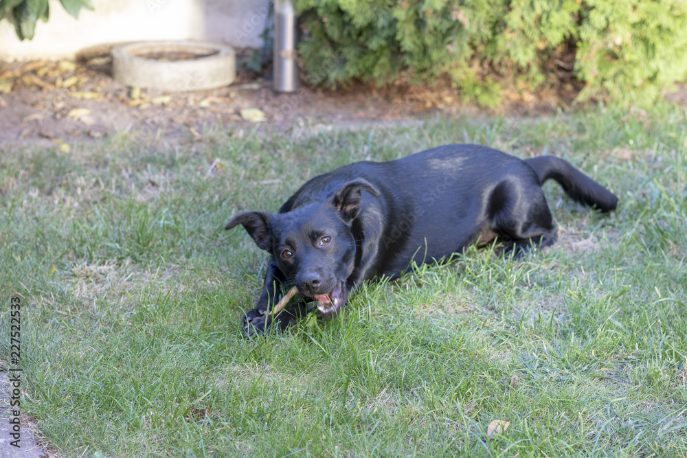 Schwarzer Hund kaut einen Knochen Schwarzer Hund kaut einen Knochen