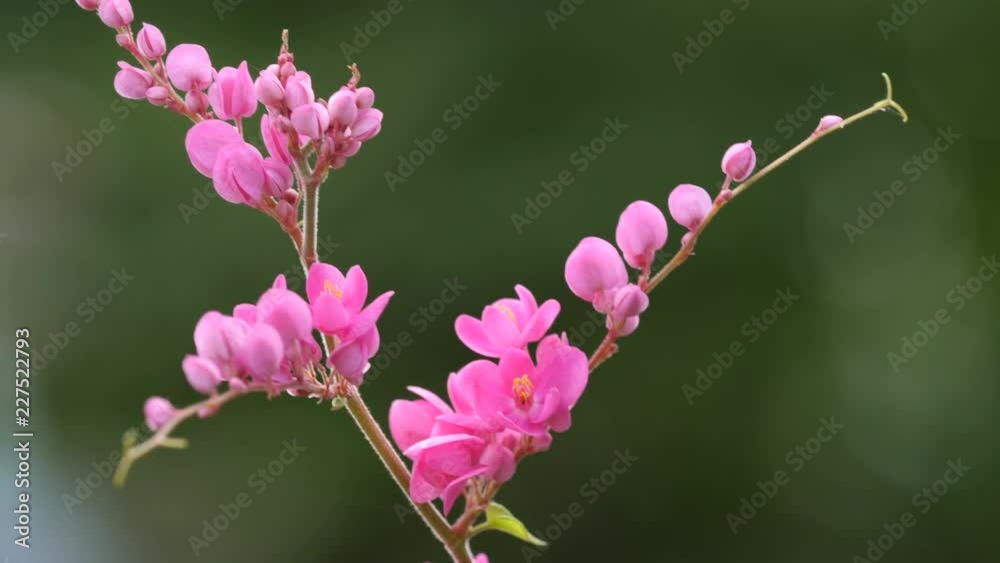 Mexican creeper pink flower or Antigonon leptopus ,species of flowering plant in the buckwheat family. Mexican creeper pink flower or Antigonon leptopus ,species of flowering plant in the buckwheat family.