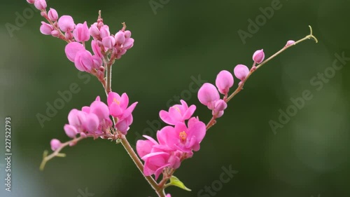 Mexican creeper pink flower or Antigonon leptopus ,species of flowering plant in the buckwheat family. photo