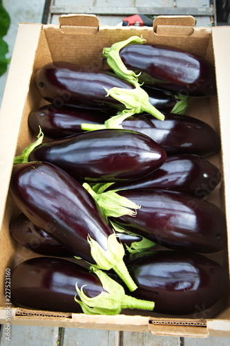 eggplant in a box