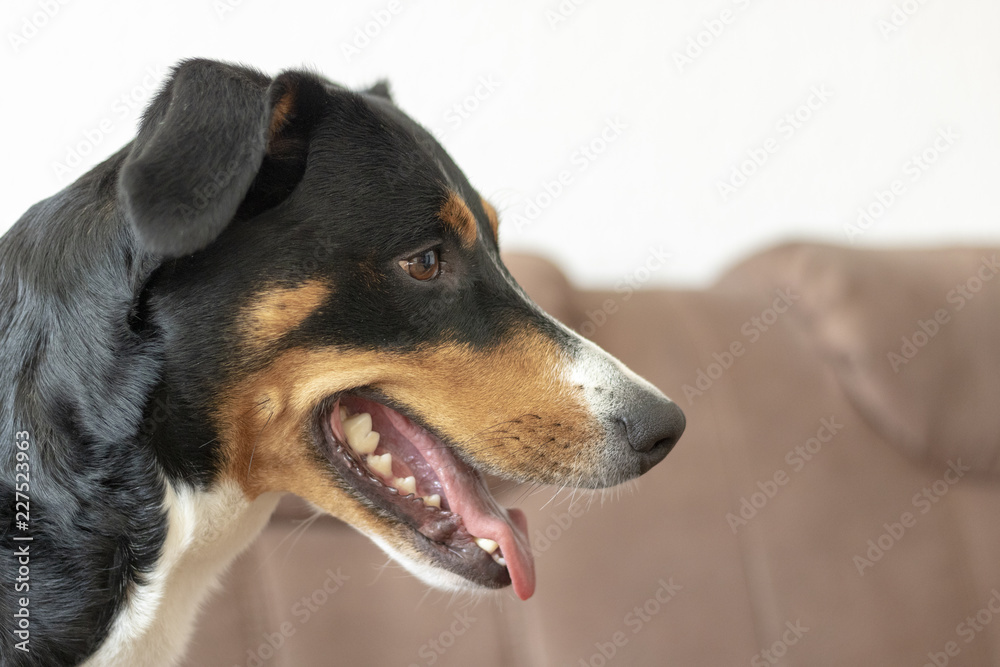 Appenzeller Sennenhund Seitenansicht Appenzeller Sennenhund Seitenansicht