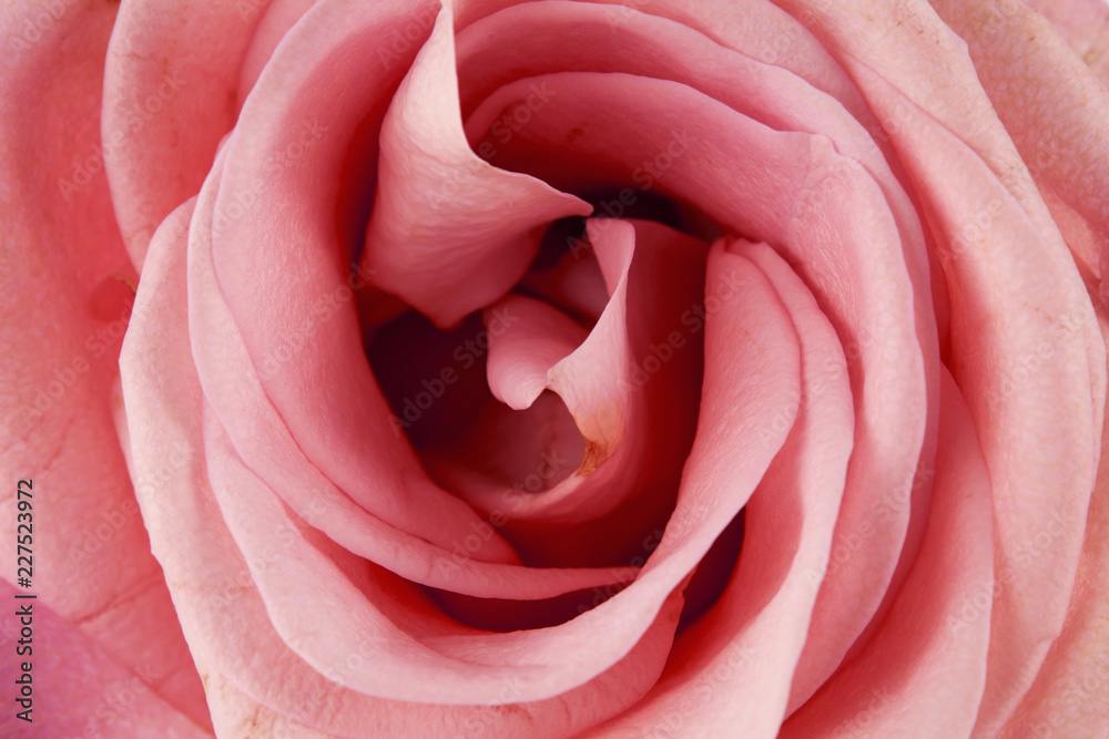 rose flower closeup Detailed retouch