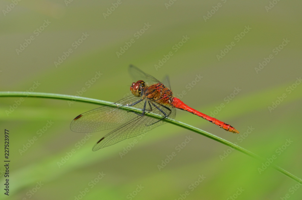 rote Libelle auf Grashalm rote Libelle auf Grashalm