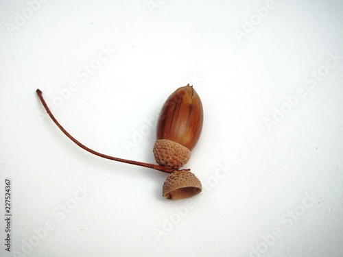 Oak acorn on white background. Autumn. Defoliation.