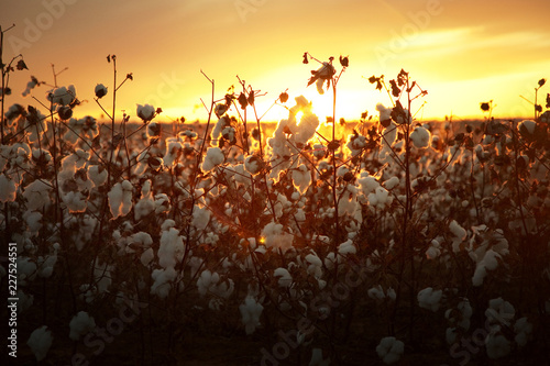 Cotton plant field at sunset
