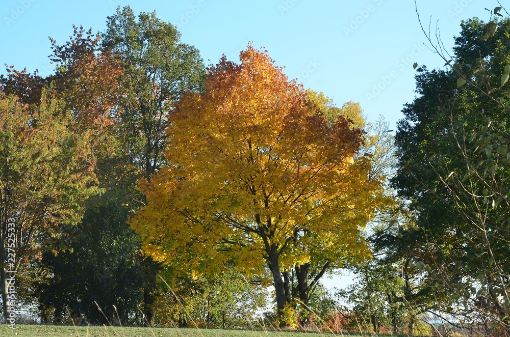 Naklejka premium Bunte Herbstlandschaft - Herbstlaub - Laubfärbung