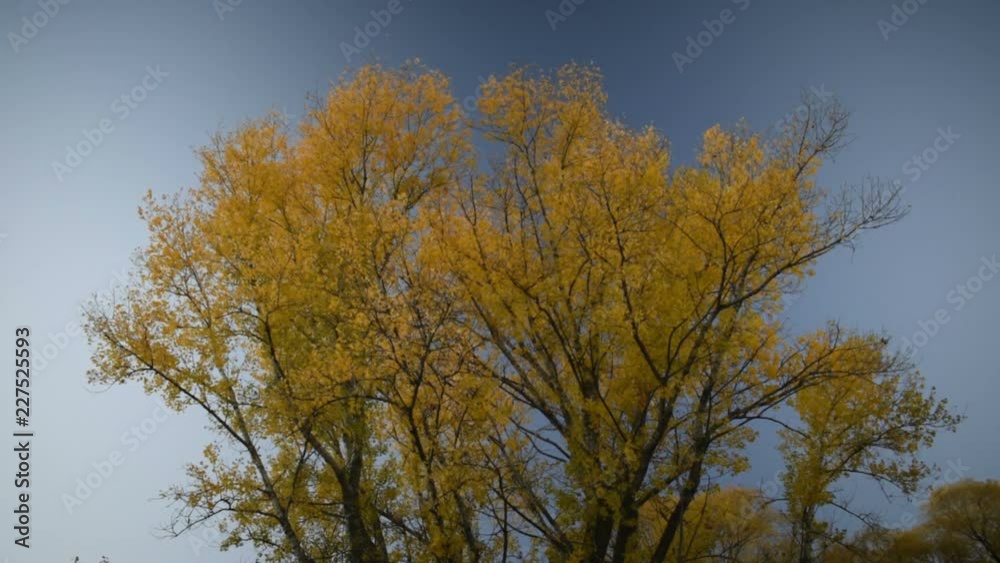 Leaf falling down from autumn yellow tree on a background of blue sky Leaf falling down from autumn yellow tree on a background of blue sky