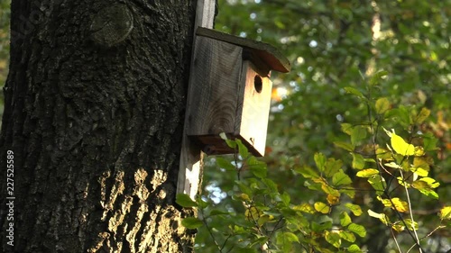 Birdhouse. Nest in a tree. 4K, UHD, 50p, Cinematic,Closeup, 