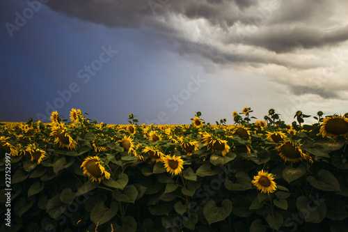 Fototapeta Naklejka Na Ścianę i Meble -  Sunflower field in the summer background blue sky