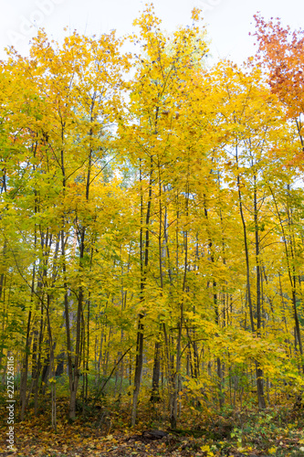 yellow maple leaves in autumn forest