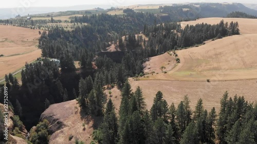 A real time drone shot, with forward dolly motion, of an isolated pine tree forest sprrounded by barren soil taken on an afternoon photo