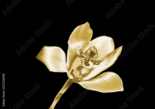 Golden Orchid on a black background .