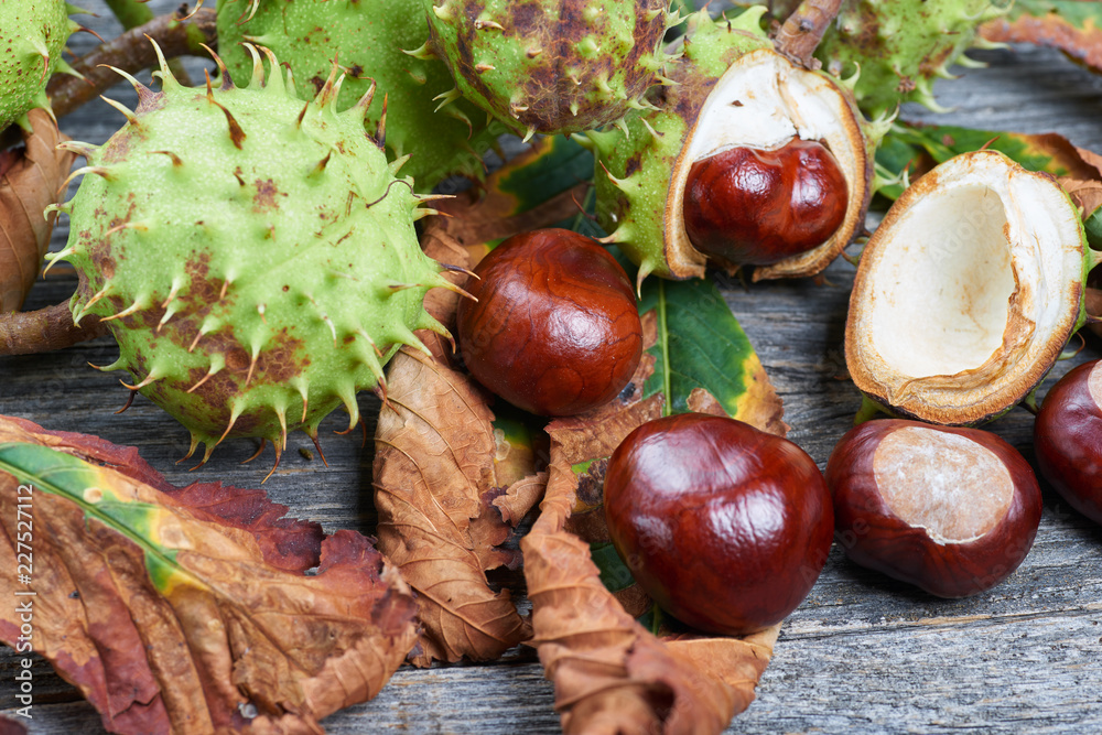 Ripe chestnuts on the wooden table. Autumn decorations. Autumn concept. Ripe chestnuts on the wooden table. Autumn decorations. Autumn concept.
