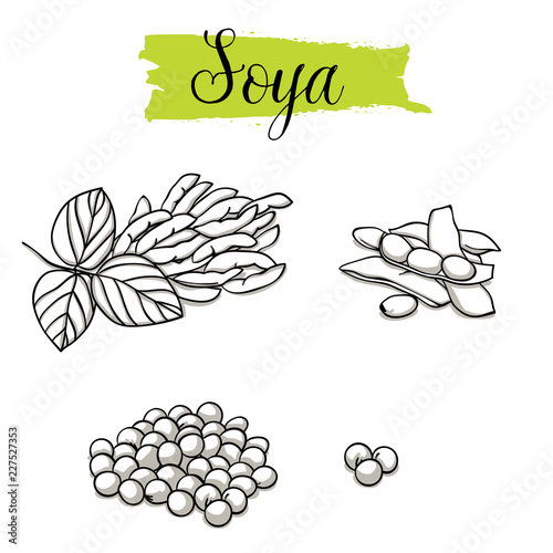 Beautiful vector hand drawn Soya, bean. Organic food, vector doodle illustrations collection isolated on white background. .