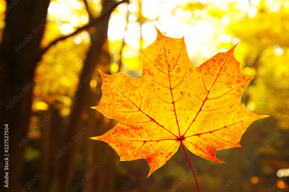 single leaf of orange yellow maple with forest tree in autumn or fall with morning sunlight seasonal nature background