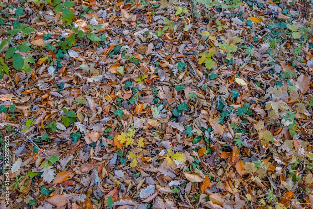 Multicolored autumn carpet of leaves