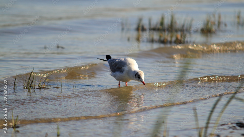 duck in the water duck in the water