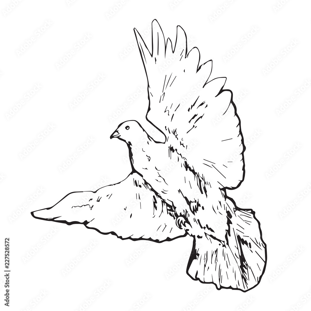 White pigeon (dove) flying, hand drawn doodle, sketch outline, vector