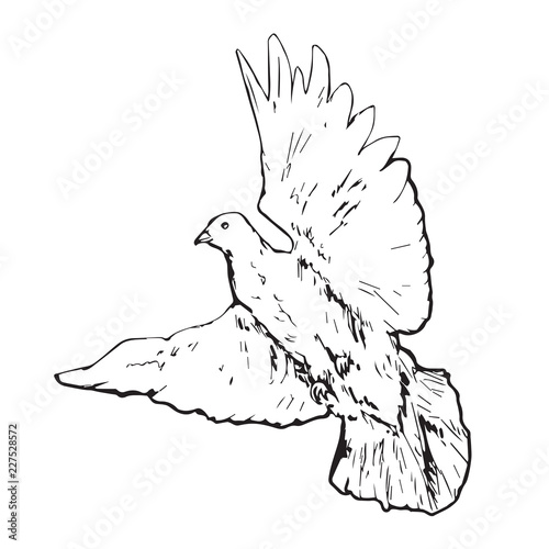 White pigeon (dove) flying, hand drawn doodle, sketch outline, vector illustration