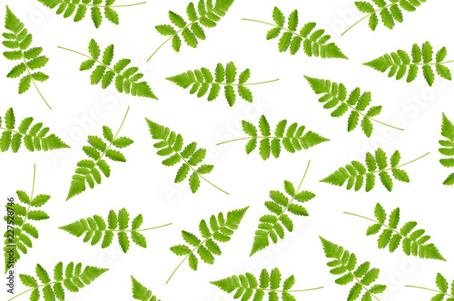 Vegetable fern leaf, Diplazium sp., as a background photo