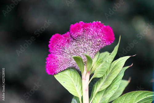 Celosia argentea var. cristata photo