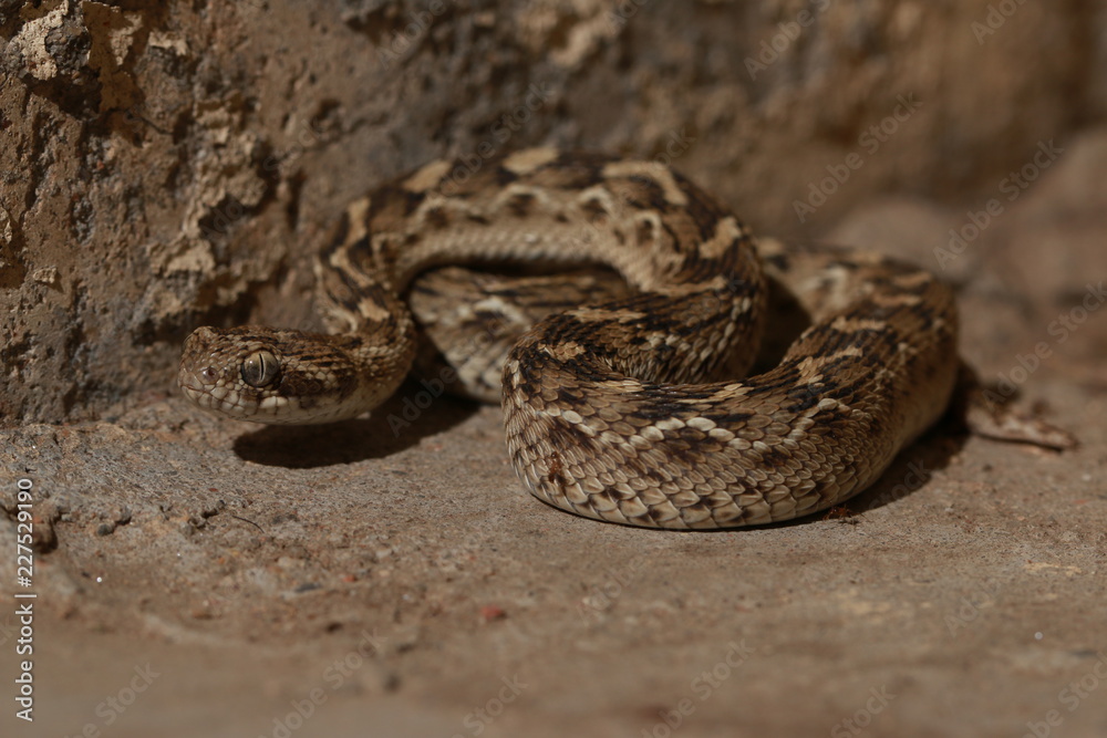Saw Scaled Viper Saw Scaled Viper