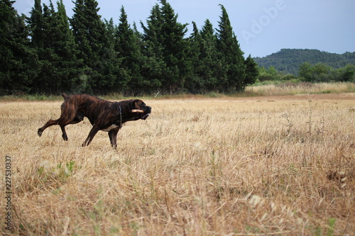chien cane corso dans la nature © canecorso