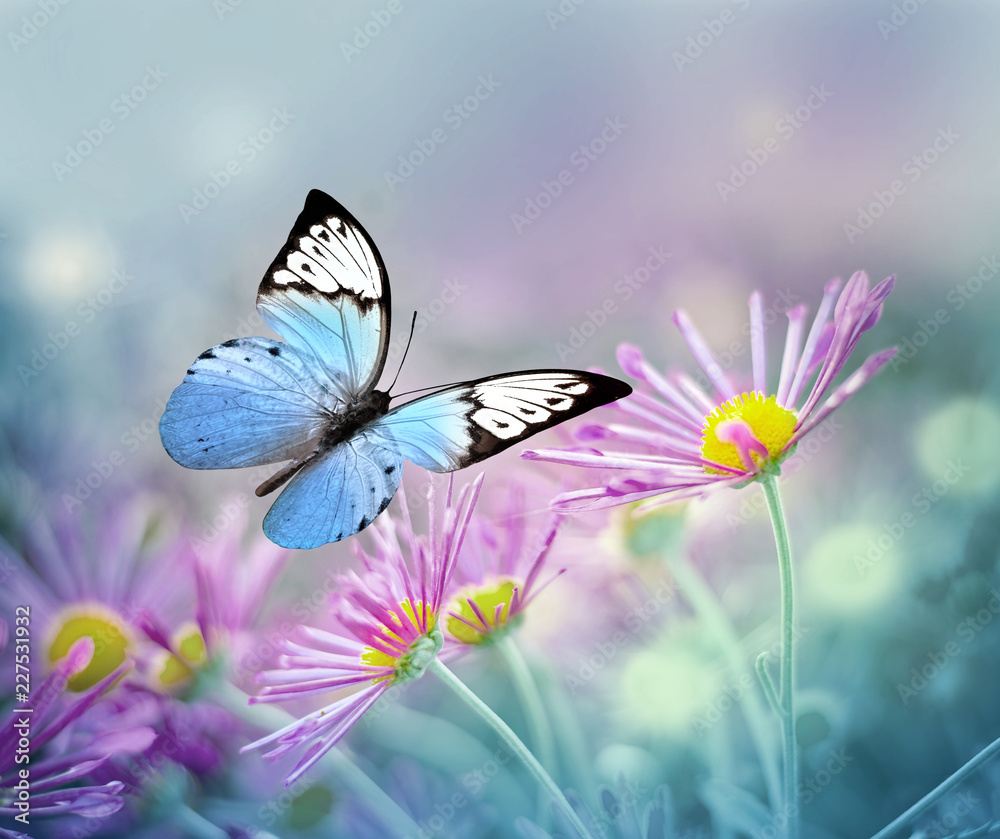 Beautiful blue butterfly and pink flowers. Summer and spring background