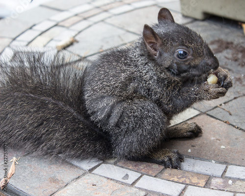Fototapeta Naklejka Na Ścianę i Meble -  Squirrel with a Nut