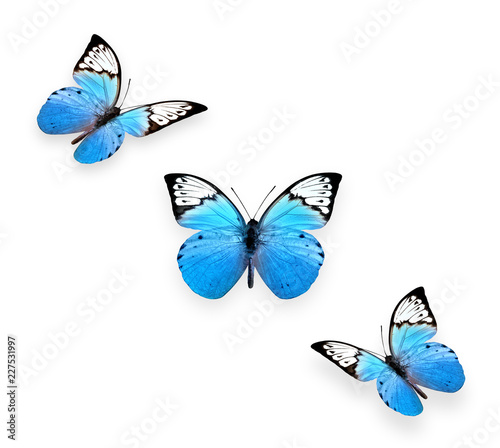 Wallpaper Mural Beautiful butterfly isolated on a white background Torontodigital.ca