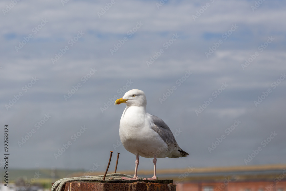 Obraz premium Single seagull perched on a wooden post.