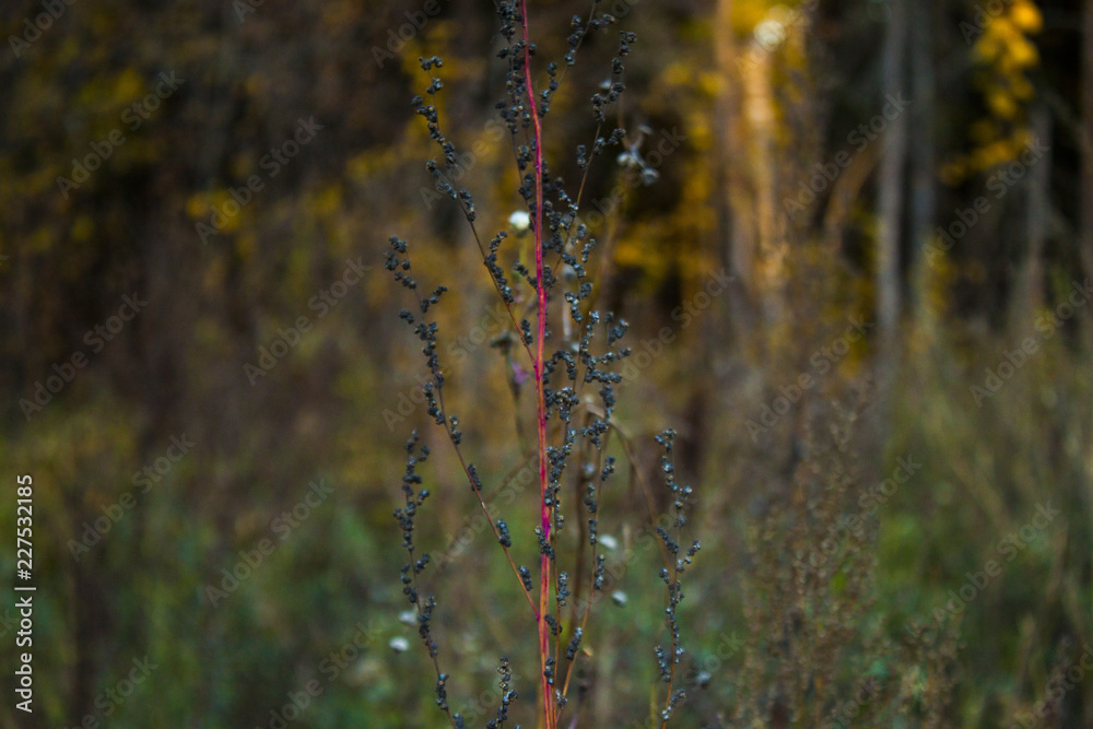 Fototapeta premium Осень / fall