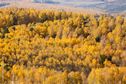 A top view of colourful forest trees in the autumn season. Krasnoyarsk region, Russia.