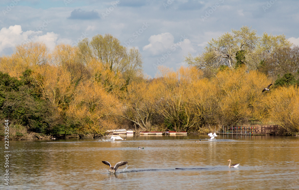 Geese and swans on the lake in springtime. Geese and swans on the lake in springtime.