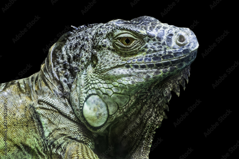 Big iguana head on black background Big iguana head on black background