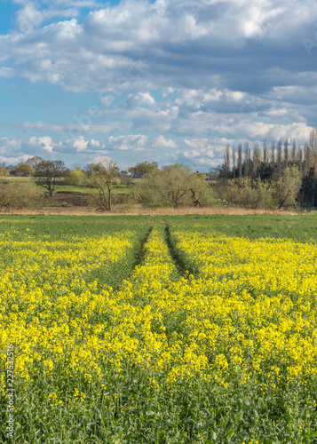 Rape seed field in Essex countryside in spring. photo