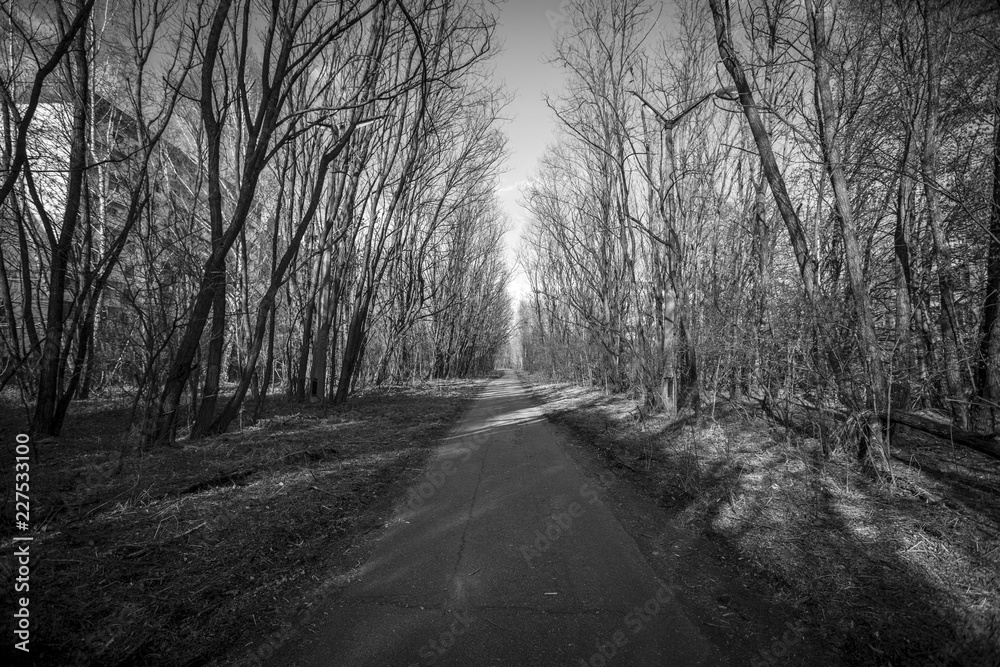 road in forest