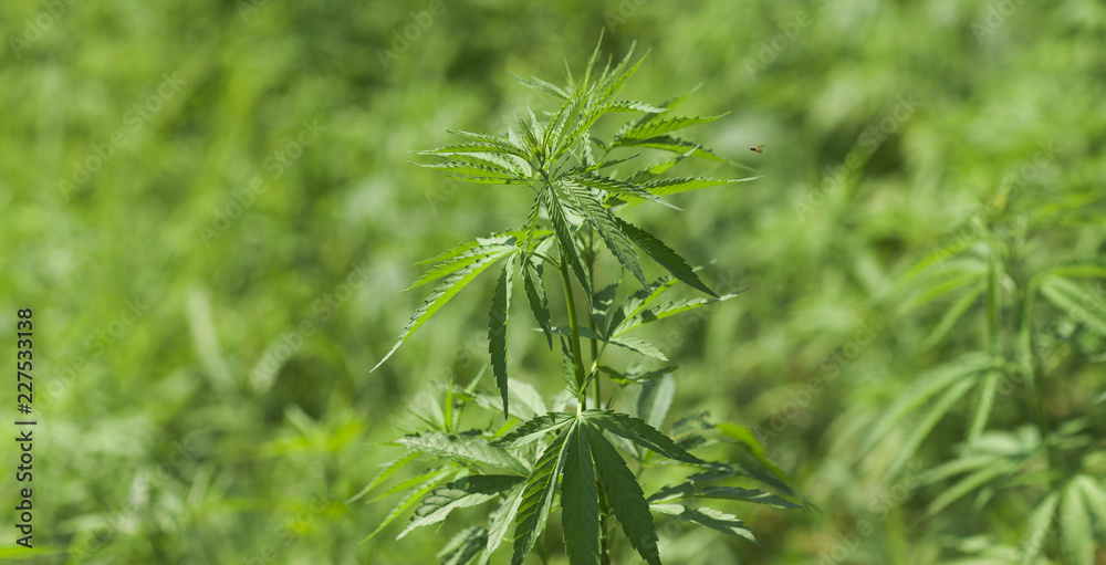 Lush fields of industrial hemp in summer Lush fields of industrial hemp in summer