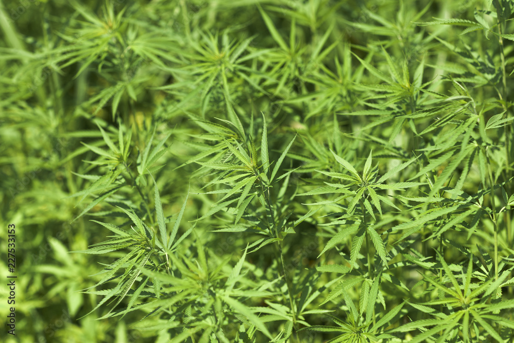Lush fields of industrial hemp in summer