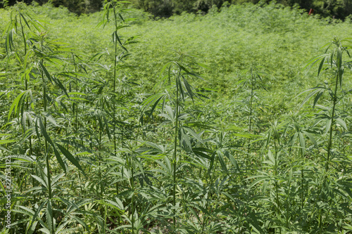 Lush fields of industrial hemp in summer